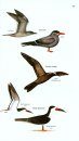 The Birds of Panama