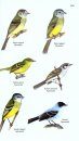 The Birds of Panama