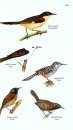 The Birds of Panama