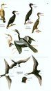 The Birds of Panama
