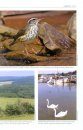 The American Bird Conservancy Guide to Bird Conservation