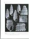 Tropical Deep-Sea Benthos, Volume 26