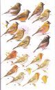 Finches and Sparrows