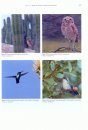 Checklist of the Birds of Aruba, Curacao and Bonaire