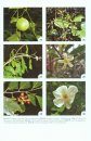 Flora del Río Cenepa, Amazonas - Perú [Flora of the Cenepa River, Amazonia - Peru] (2-Volume Set)