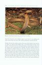 The Natural History of Amphibians and Reptiles in Sabah