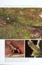 The Natural History of Amphibians and Reptiles in Sabah
