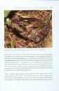 The Natural History of Amphibians and Reptiles in Sabah