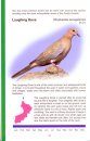 Common Birds in Oman