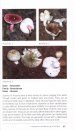 A Guidebook to the Macrofungi of Tasik Bera