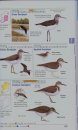 The Complete Field Guide to Ireland's Birds