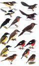 Birds of Melanesia