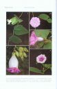 Flora of Thailand, Volume 10, Part 3