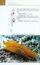 Guide to Opisthobranchs of Andaman and Nicobar Islands