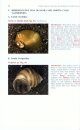 Field Guide to Freshwater Invertebrates of North America