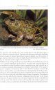 Amphibians and Reptiles of Margarita, Coche and Cubagua