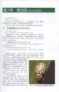 Chinese Lady Beetles [Chinese]