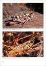 Grasshoppers, Locusts, Crickets and Katydids of Mexico / Chapulines, Langostas, Grillos y Esperanzas de México