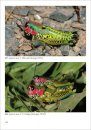 Grasshoppers, Locusts, Crickets and Katydids of Mexico / Chapulines, Langostas, Grillos y Esperanzas de México