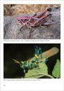 Grasshoppers, Locusts, Crickets and Katydids of Mexico / Chapulines, Langostas, Grillos y Esperanzas de México