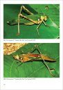 Grasshoppers, Locusts, Crickets and Katydids of Mexico / Chapulines, Langostas, Grillos y Esperanzas de México