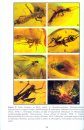 Biodiversity of Fossils in Amber from the Major World Deposits