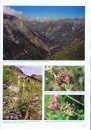 The Butterflies (Lepidoptera, Papilionoidea) of Dzhungar, Tien Shan, Alai and Eastern Pamirs, Volume 2