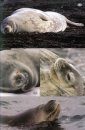 Antarctic Wildlife