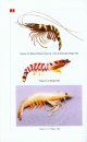 Identification of Prawns / Shrimps of India and their Culture