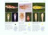 Photographic Atlas of the Planthoppers and Leafhoppers of Germany / Fotoatlas der Zikaden Deutschlands