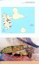 Atlas des Poissons et des Crustacés d'Eau Douce de la Guadeloupe [Freshwater Fish and Crustacean Atlas of Guadeloupe]
