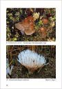 Fungi non Delineati 53: Rare and Interesting Species of Heterobasidiomycetes from Russia