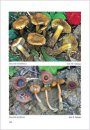 Fungi non Delineati 54-55: Inocybe dai Litorali alla Zona Alpina [Inocybe from the Coasts to the Alpine Area]