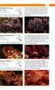A Field Guide to the Marine Invertebrates of South Australia