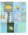 Coastal Plankton