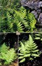 Flowering Plants and Ferns of Iceland