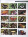 Atlas of Butterflies of MT. Qinling-Bashan in China [Chinese]