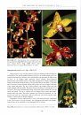 The Orchids of Mount Kinabalu (2-Volume Set)