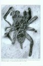 Fossil Spiders
