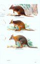 A Field Guide to the Mammals of Australia