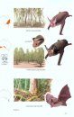 A Field Guide to the Mammals of Australia