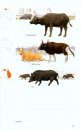 A Field Guide to the Mammals of Australia