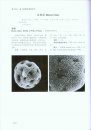 Pollen Flora of China Woody Plants by SEM [Chinese]