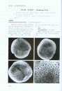 Pollen Flora of China Woody Plants by SEM [Chinese]