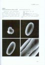 Pollen Flora of China Woody Plants by SEM [Chinese]