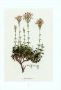 Flora Graeca Sibthorpiana, Volumes 5 and 6 (Plates 401-600) [English]