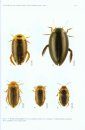 Water Beetles of New Caledonia, Part 1