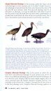 Kaufman Field Guide to Advanced Birding