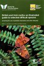 British and Irish Moths: An Illustrated Guide to Selected Difficult Species