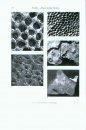 Treatise on Invertebrate Paleontology, Part E (Revised): Volumes 4 and 5: Hypercalcified Porifera (2-Volume Set)